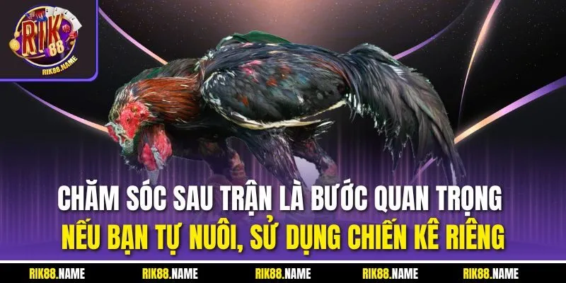 Chăm sóc sau trận là bước quan trọng nếu bạn tự nuôi, sử dụng chiến kê riêng