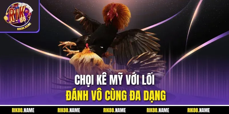 Chọi kê Mỹ với lối đánh vô cùng đa dạng