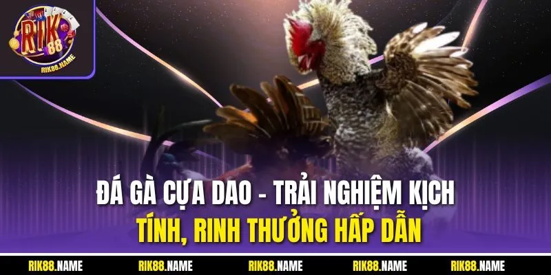 Đá gà cựa dao - Trải nghiệm kịch tính, rinh thưởng hấp dẫn