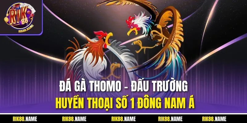 Đá gà Thomo – Đấu Trường Huyền Thoại Số 1 Đông Nam Á