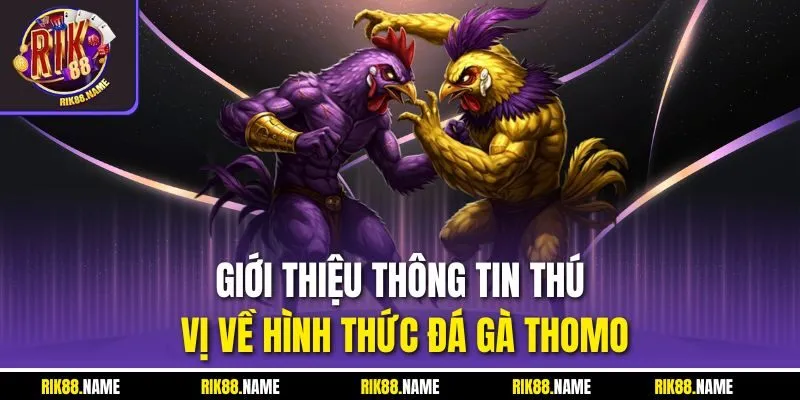 Giới thiệu thông tin thú vị về hình thức đá gà Thomo
