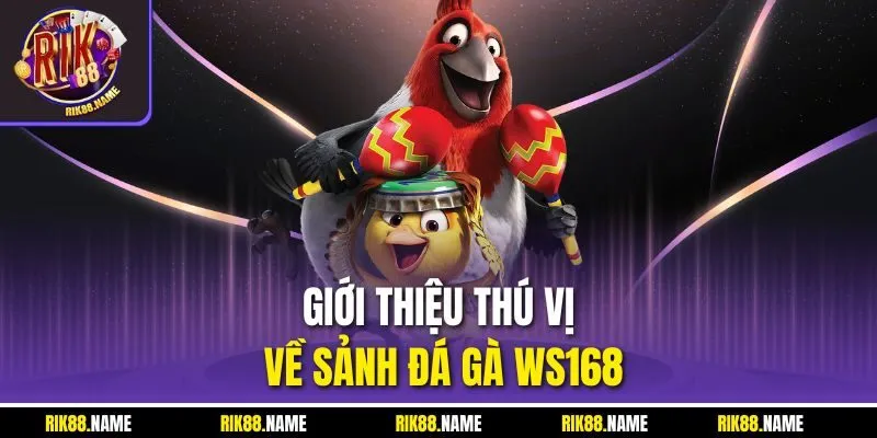 Giới thiệu thú vị về sảnh đá gà WS168