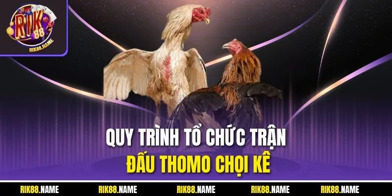 Quy trình tổ chức trận đấu Thomo chọi kê