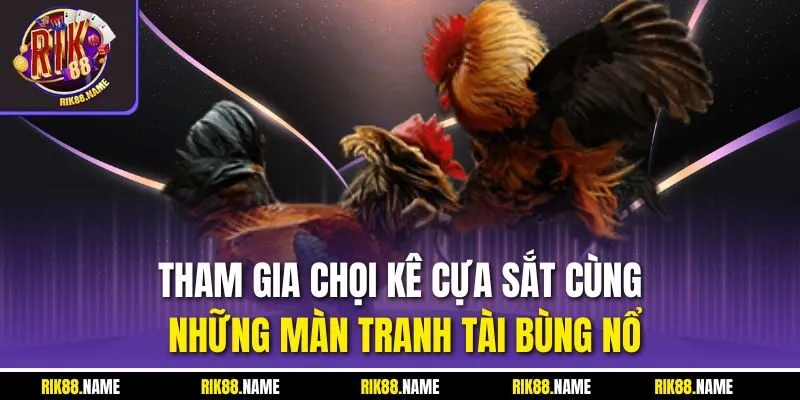 Tham gia chọi kê cựa sắt cùng những màn tranh tài bùng nổ